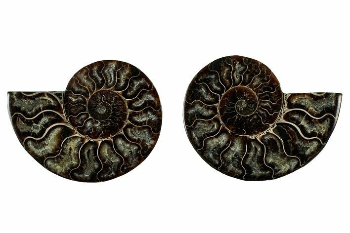Cut & Polished, Agatized Ammonite Fossil - Madagascar #344095